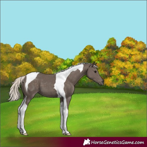 Horse Color:Silver Black Tobiano 