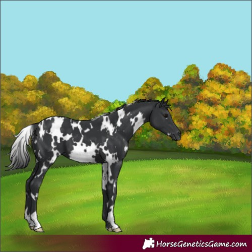 Horse Color:White Spotted Black