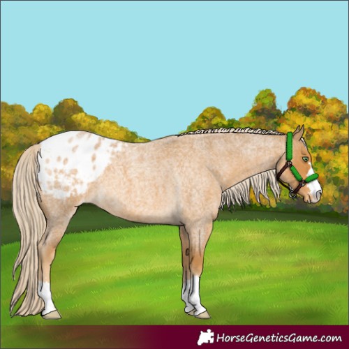 Horse Color:Palomino Roan Blanket