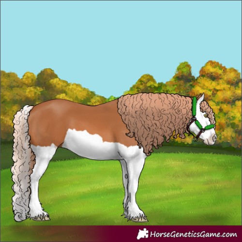 Horse Color:Chestnut Splash 