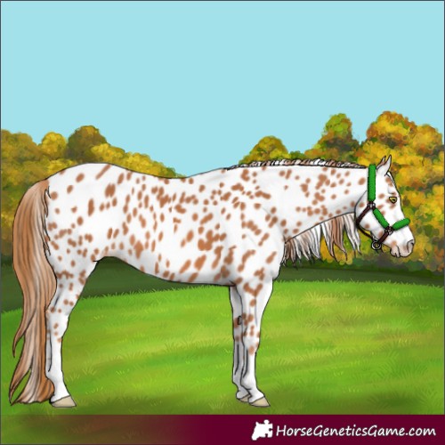 Horse Color:Chestnut Appaloosa
