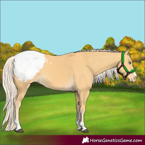 Horse Color:Palomino Snowcap 