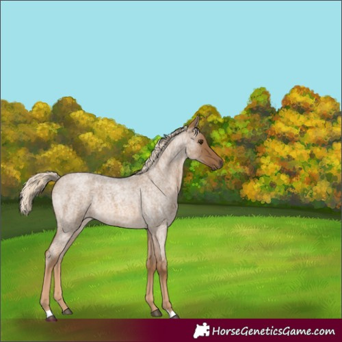 Horse Color:Chocolate Palomino Roan 