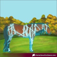 Horse Color:Thunderstruck Bay 