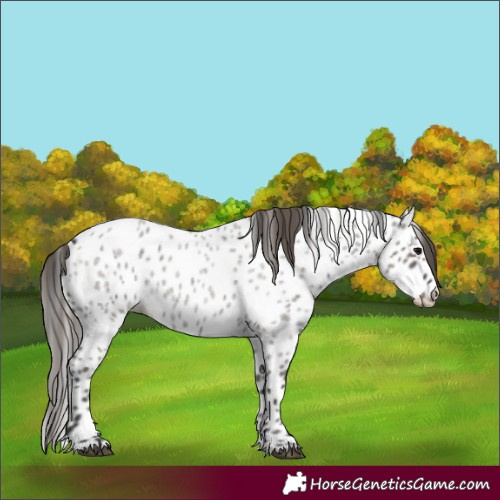 Horse Color:Grullo Roan Appaloosa 