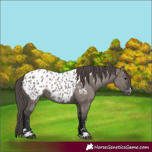 Horse Color:Grullo Appaloosa 