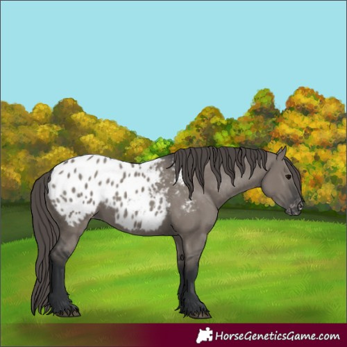 Horse Color:Grullo Appaloosa 