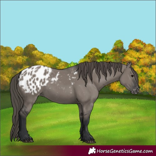 Horse Color:Grullo Appaloosa 