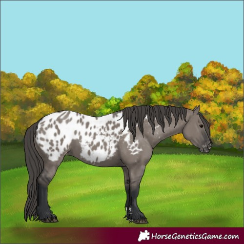 Horse Color:Grullo Appaloosa 