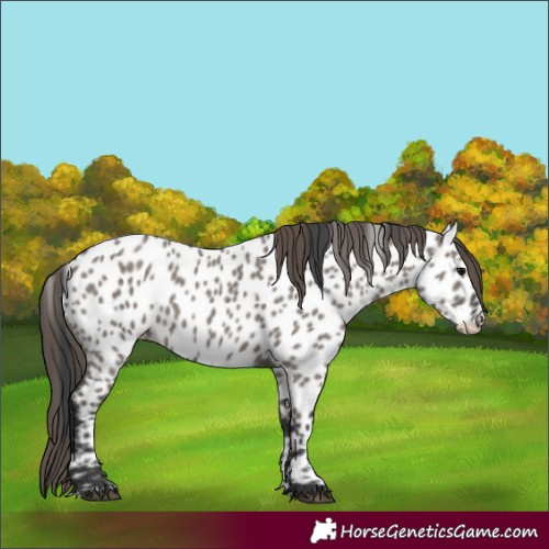 Horse Color:Grullo Appaloosa 