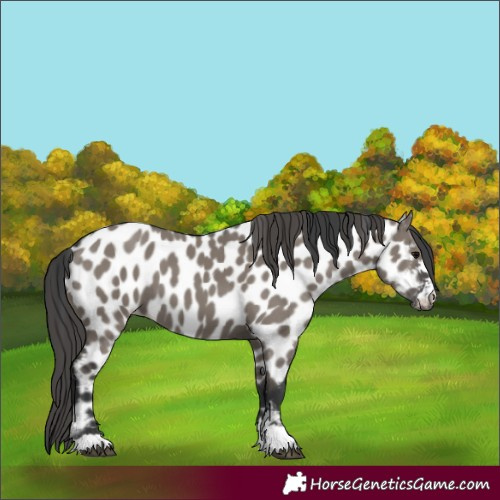 Horse Color:Grullo Appaloosa 