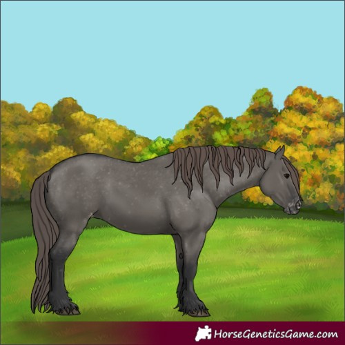 Horse Color:Grullo Appaloosa 
