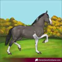Horse Color:Grullo Splash Tobiano