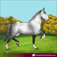 Horse Color:Gray Black Splash Tobiano 