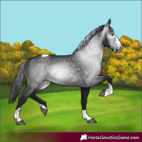 Horse Color:Gray Black Splash Tobiano 
