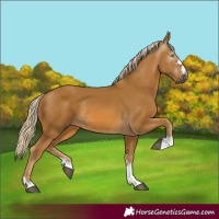 Horse Color:Gray Palomino