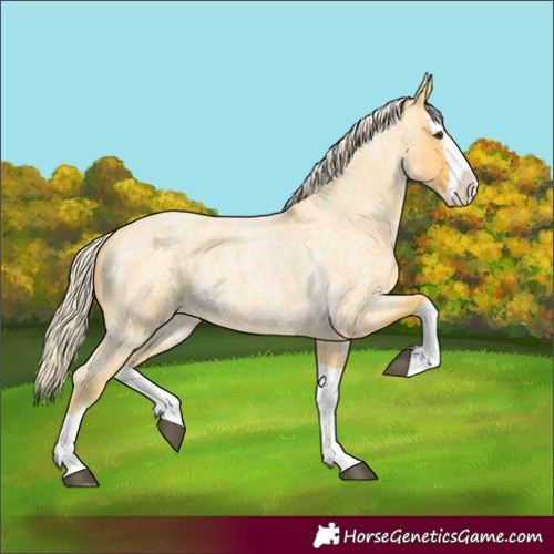 Horse Color:Palomino Roan Splash