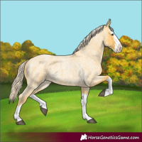 Horse Color:Palomino Roan Splash 