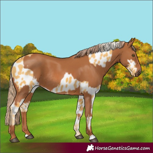 Horse Color:Palomino Appaloosa and Chestnut Rabicano