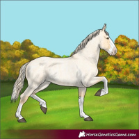 Horse Color:Palomino Roan Dun Splash 