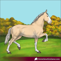Horse Color:Palomino Splash
