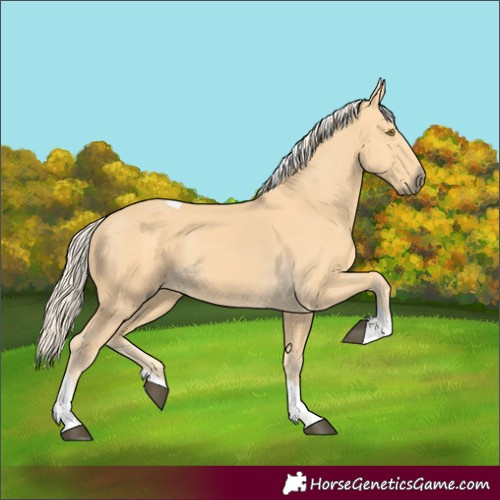 Horse Color:Palomino Tobiano 