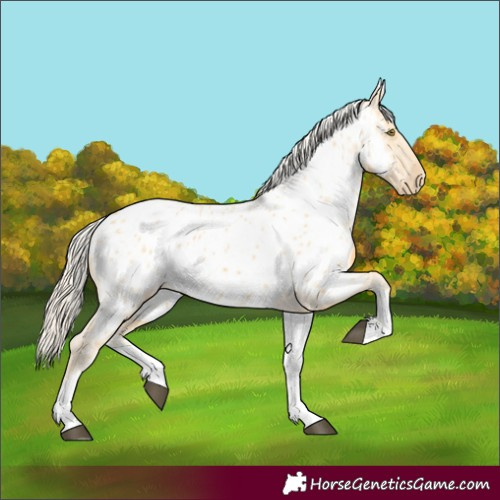 Horse Color:White Spotted Palomino Appaloosa