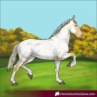 Horse Color:White Spotted Palomino Appaloosa 