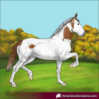 Horse Color:Gray Chestnut Splash Tobiano 
