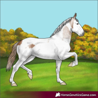 Horse Color:Gray Chestnut Splash Tobiano 
