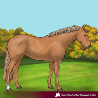 Horse Color:Chestnut Rabicano 