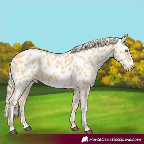 Horse Color:Palomino Frame Appaloosa