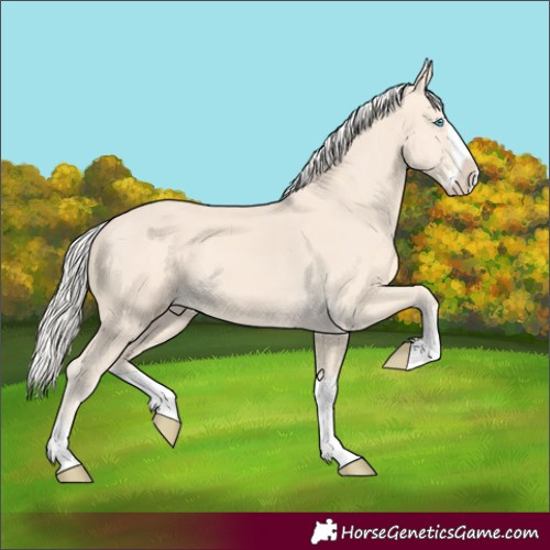 Horse Color:Cremello Splash 