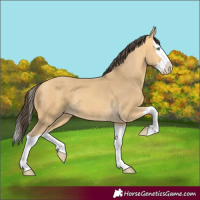 Horse Color:Amber Cream Champagne Splash 