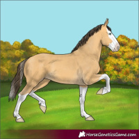 Horse Color:Amber Cream Champagne Splash 