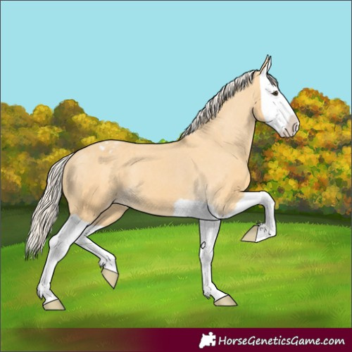 Horse Color:Palomino Splash Appaloosa