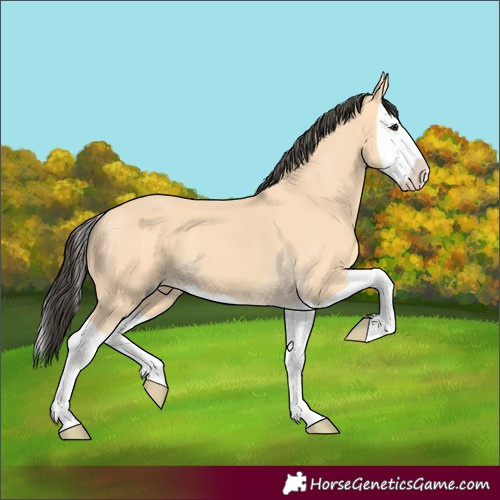 Horse Color:Buckskin Splash 