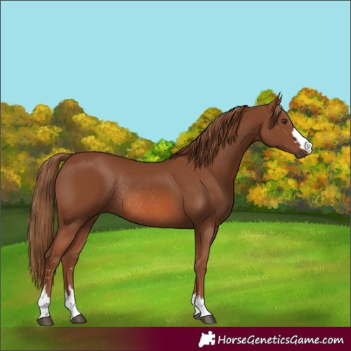 Horse Color:Chestnut Rabicano 