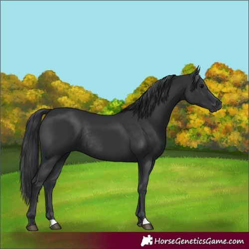 Horse Color:Black Rabicano