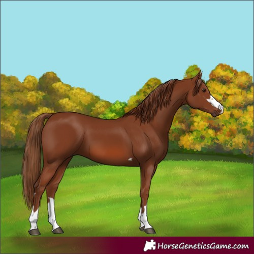 Horse Color:Chestnut 