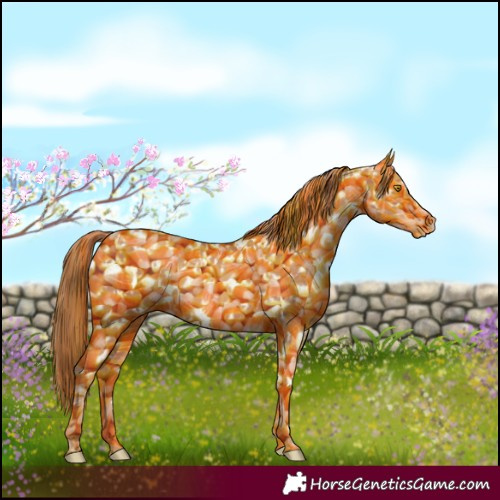 Horse Color:Gold Champagne Appaloosa  and Gold Champagne Appaloosa 