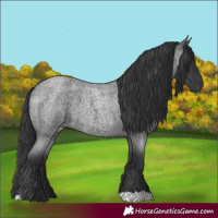 Horse Color:Blue Roan