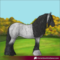 Horse Color:Blue Roan 