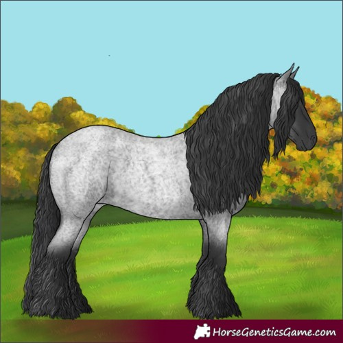 Horse Color:Blue Roan