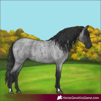 Horse Color:Blue Roan 