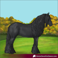 Horse Color:Black Rabicano