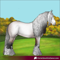 Horse Color:Gray Bay 