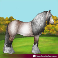 Horse Color:Gray Bay 