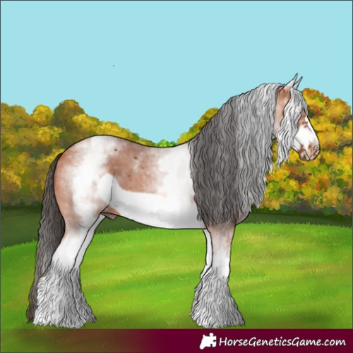 Horse Color:White Spotted Bay Sabino Frame 