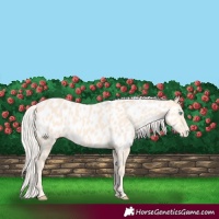 Horse Color:Cremello Near Leopard 